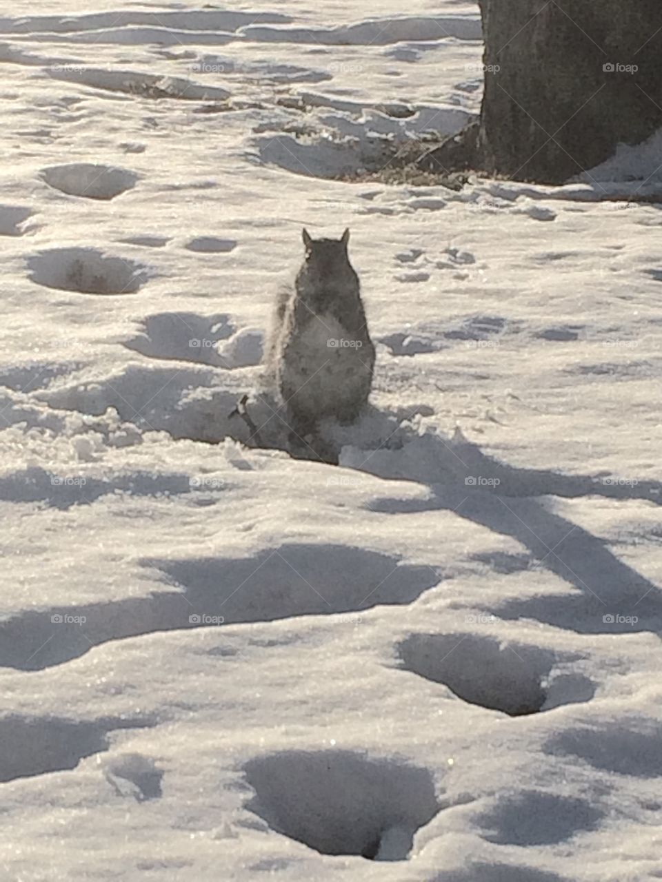 Winter squirrle. Snow