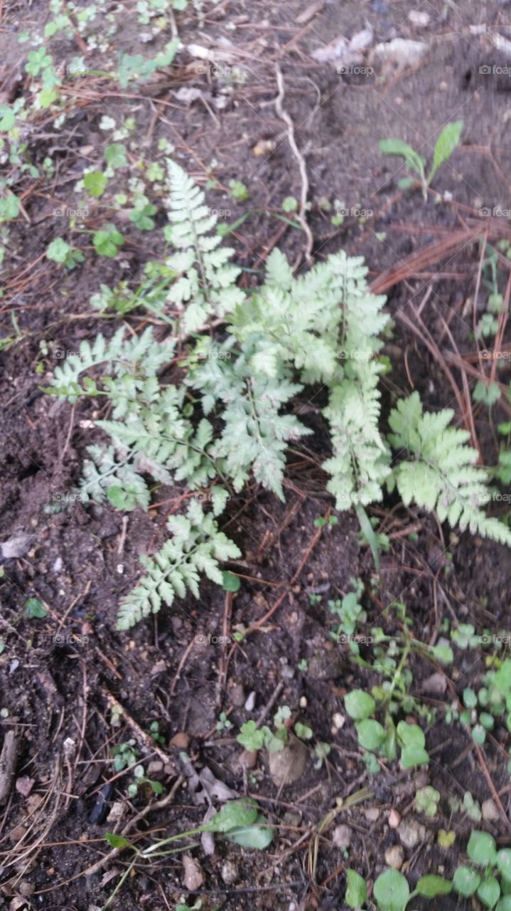 micro fern