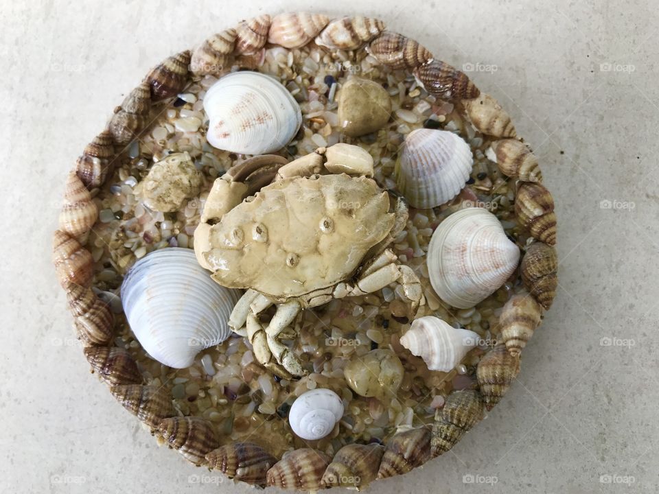 Seashell, Shell, Shellfish, Marine, Sea