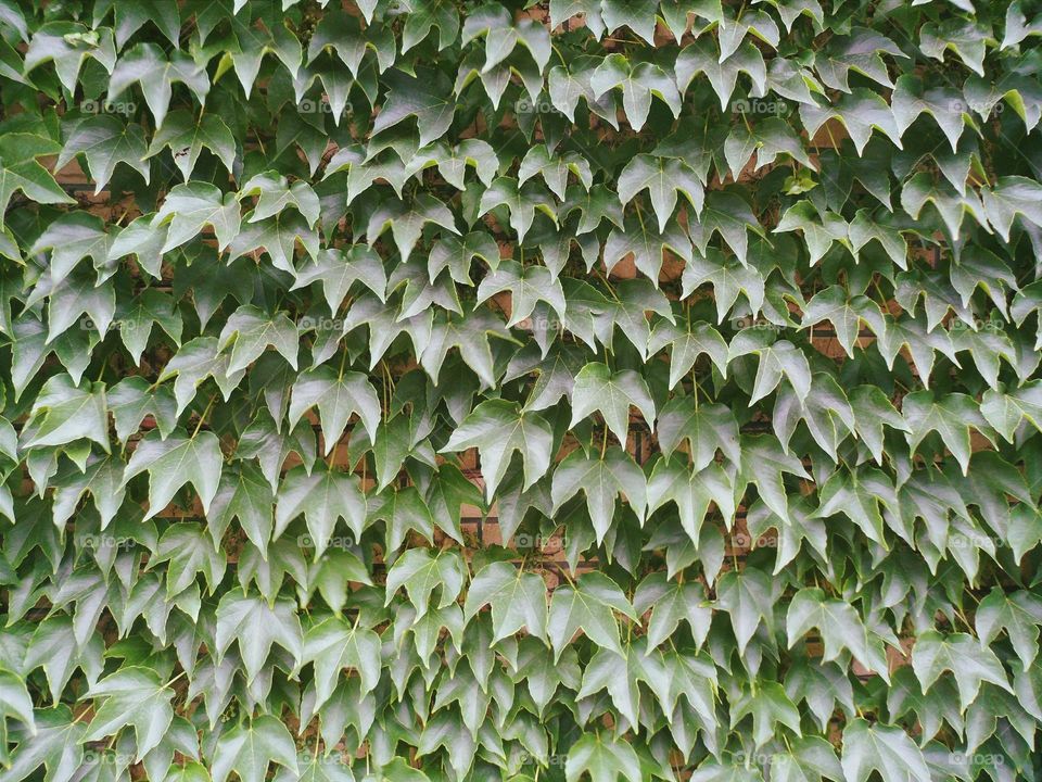 Texture of green leaves