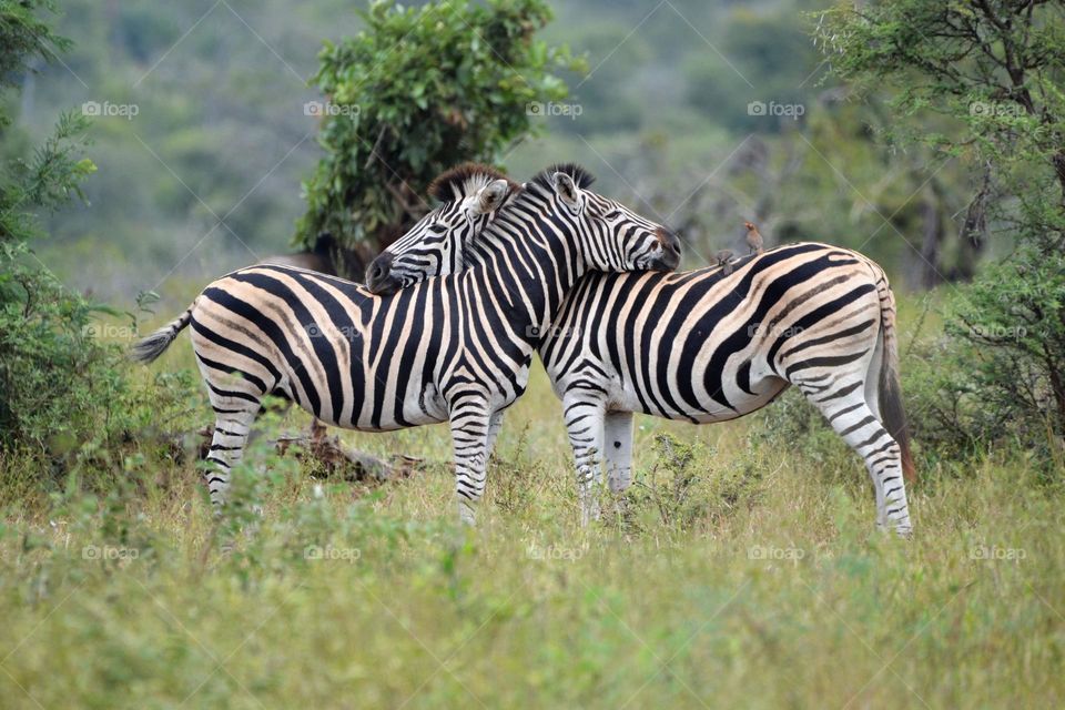 Zebra hugging