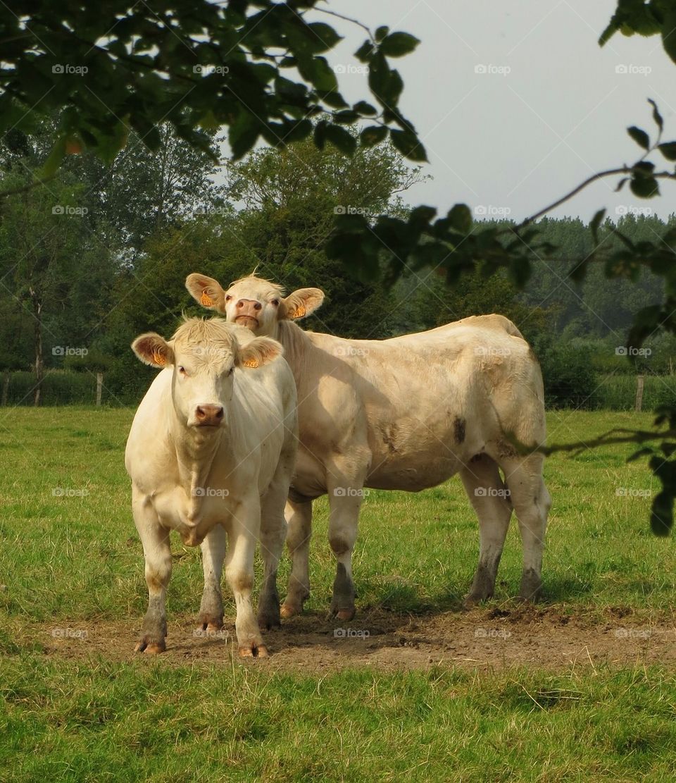 cows