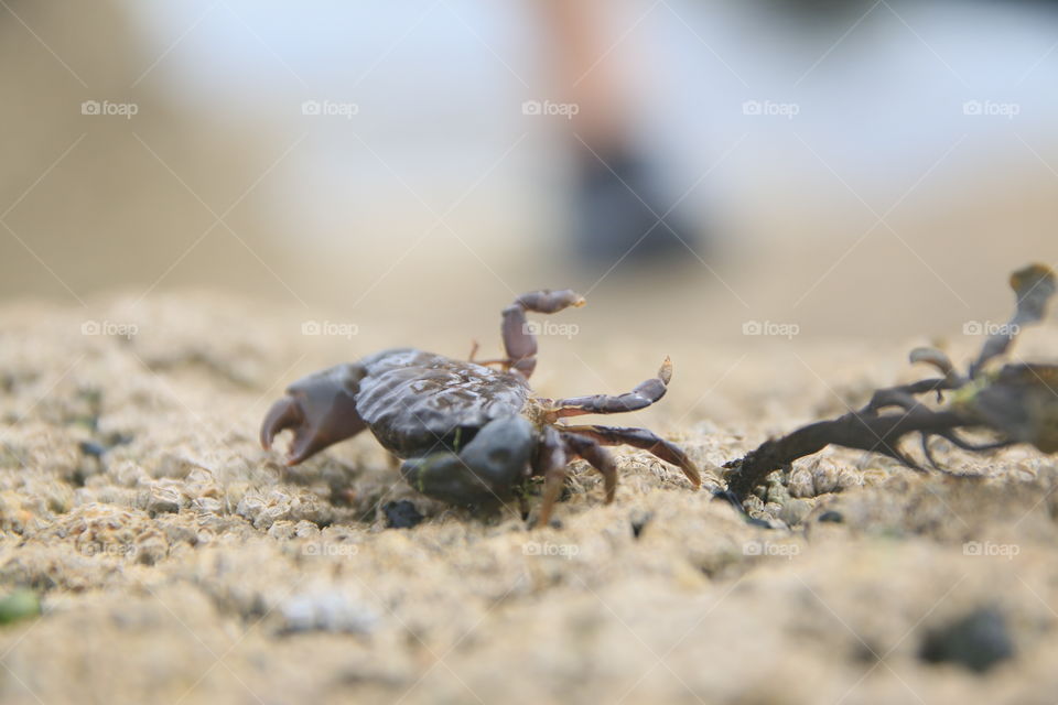 Little Crab on thé beach