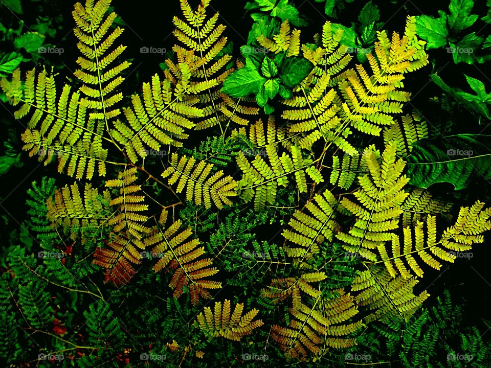 PLANT GARDEN FLOWERS BOTANICAL ENVIRONMENT