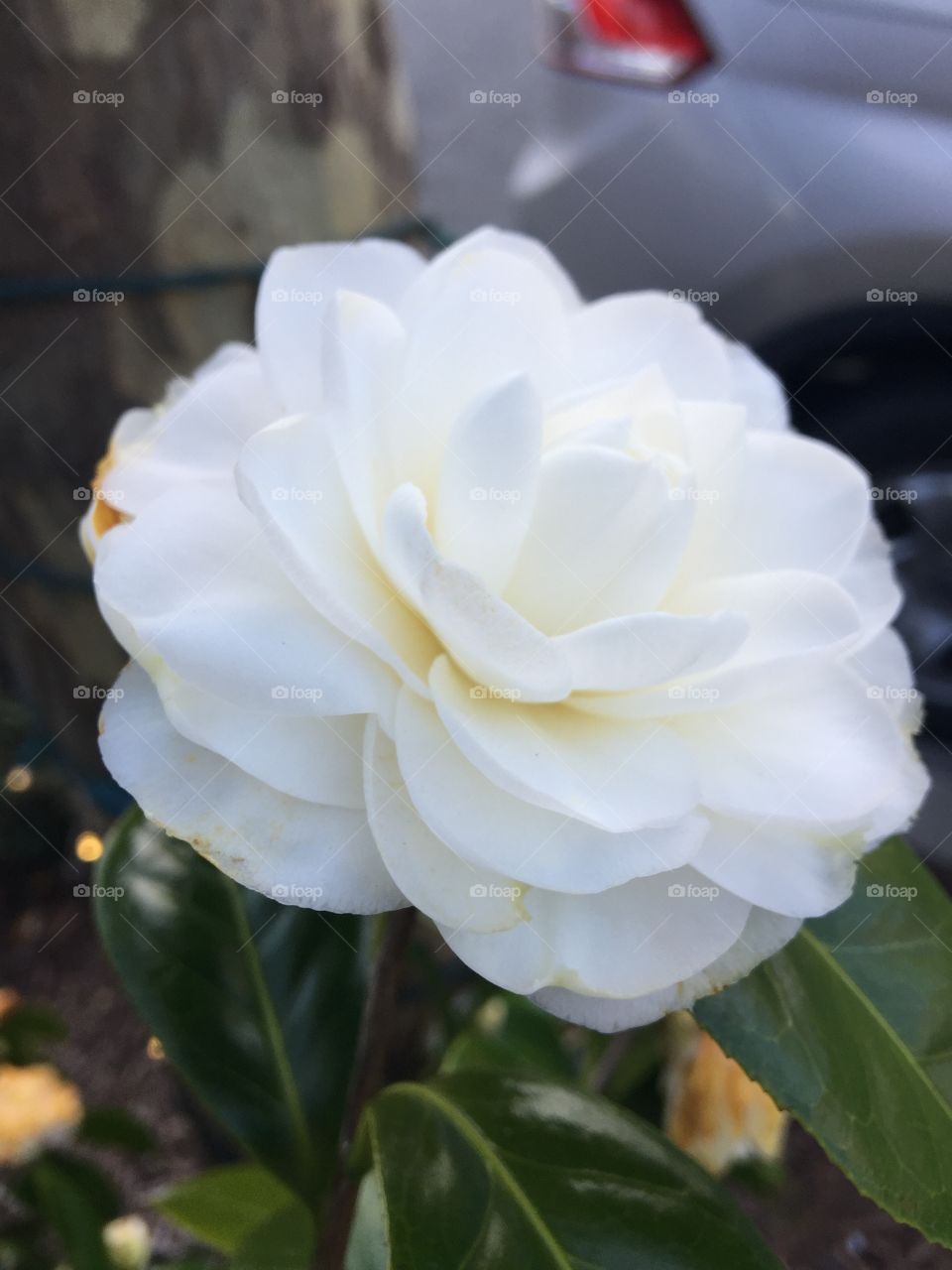 A shot of a fantasy-like white flower humbly set against a landscaping bush.