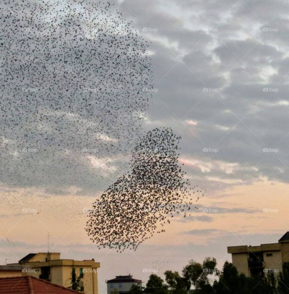 Flock of birds