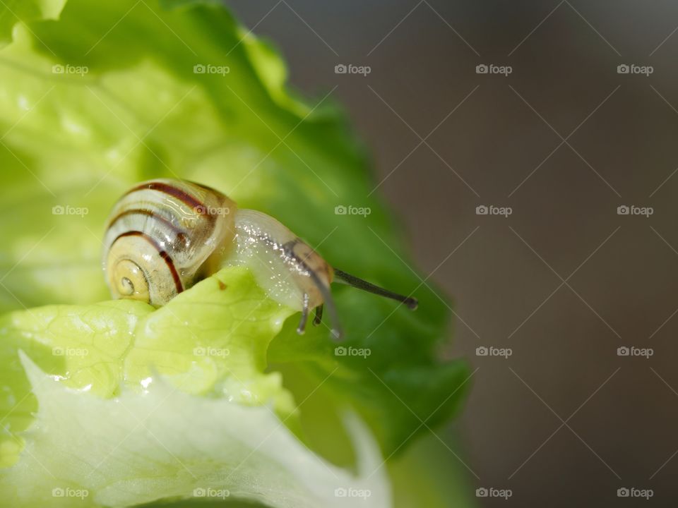 Tiny snail