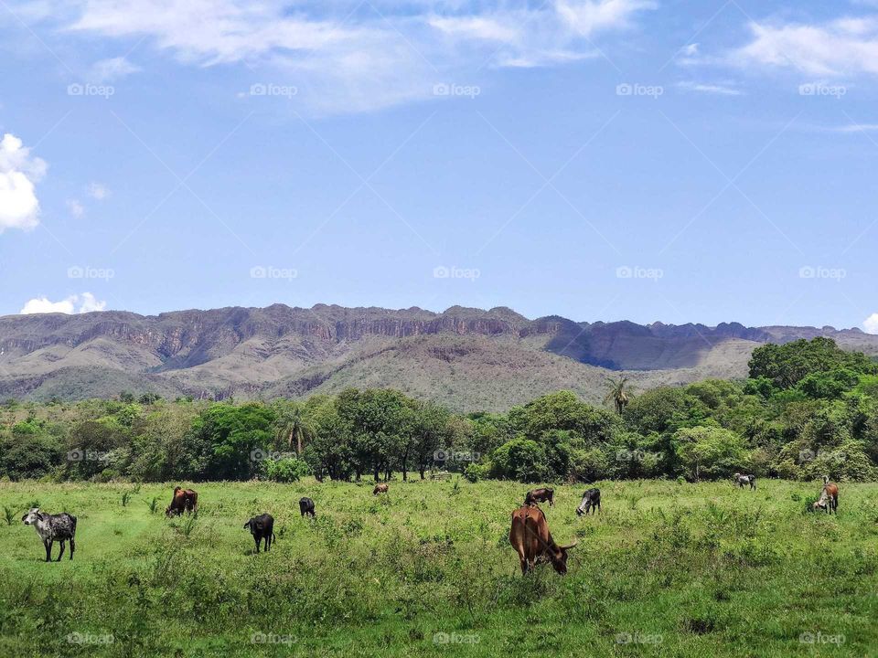 Serra da Canastra, Delfinópolis - MG, Brazil