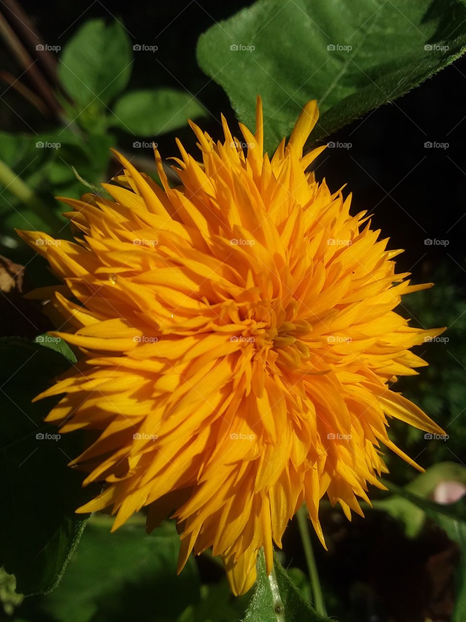 Sunflower. Macro close up photography. Alabama, USA. June flower in bloom.