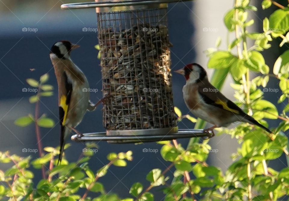 Order in FLY Inn or dive Inn.