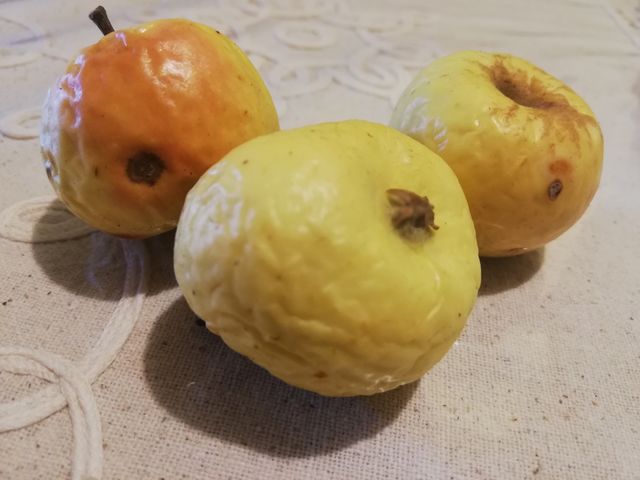 Italian organic apples in winter