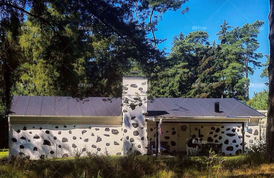 Cow painted house