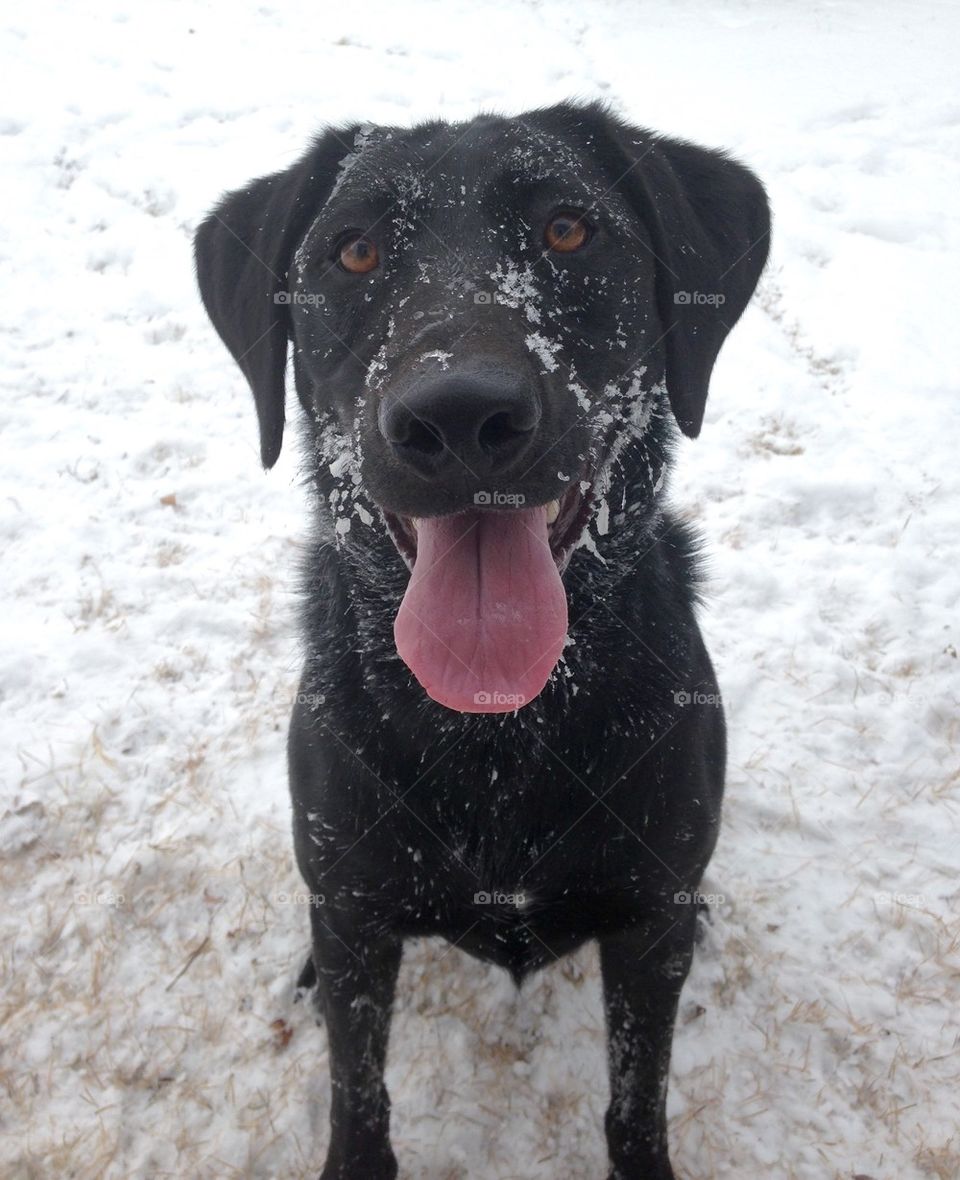 Snow Dog