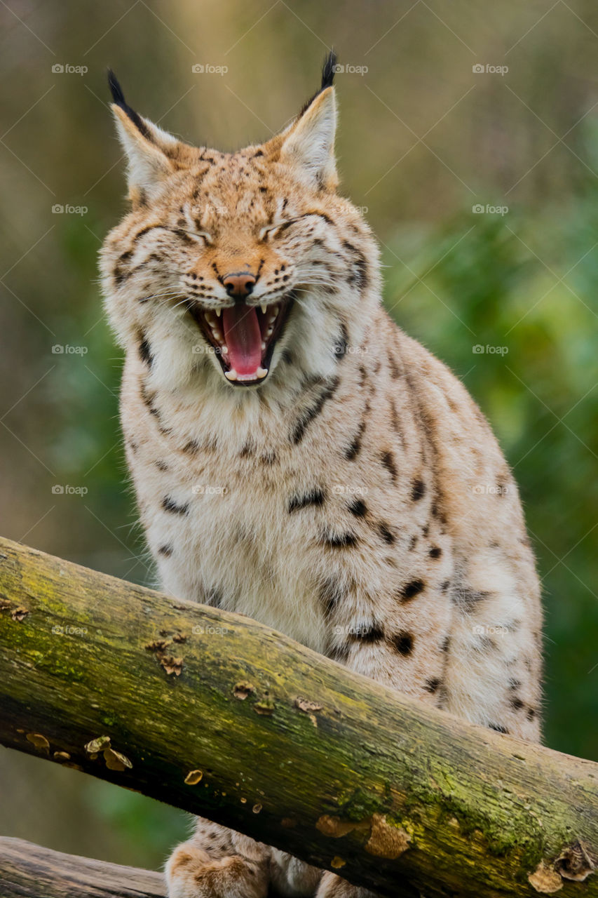 Yawning Eurasian Lynx