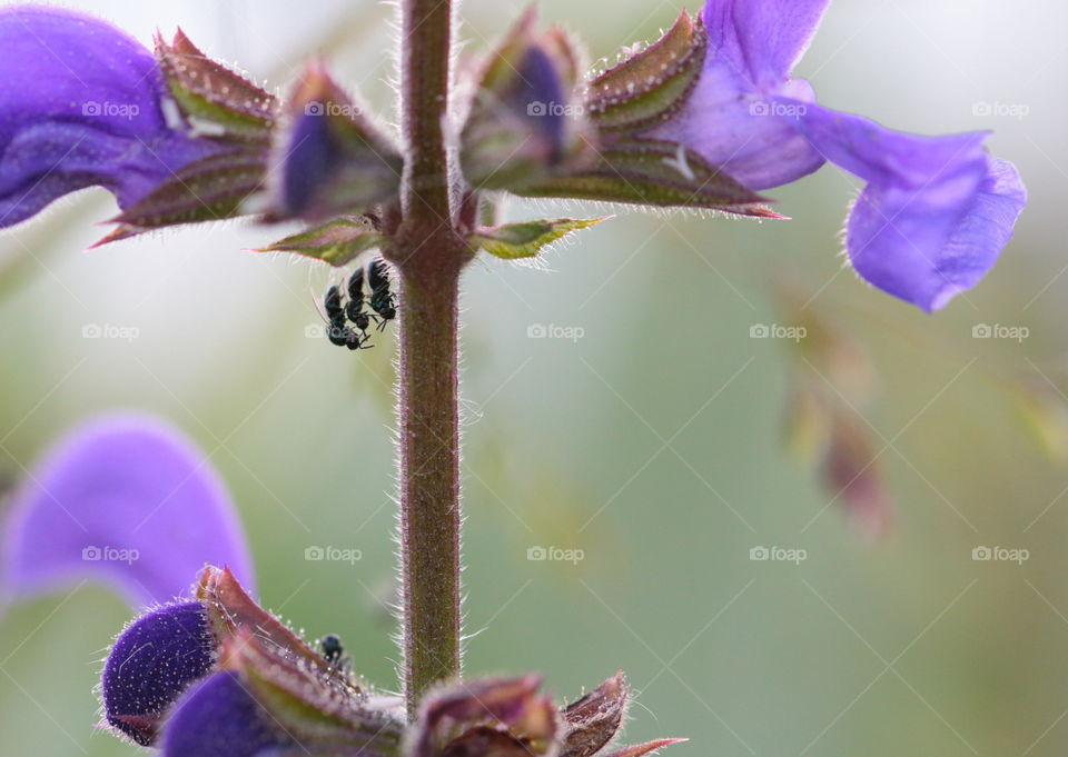 Ants On Flower