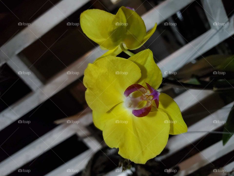 exotic orchids in my secret garden