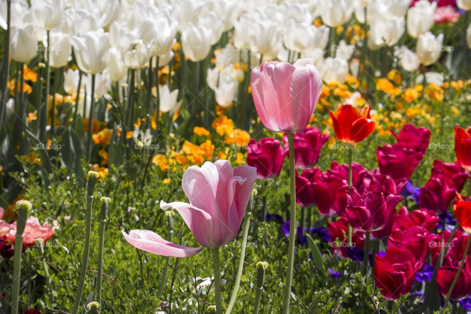 Spring garden with colorful tulips