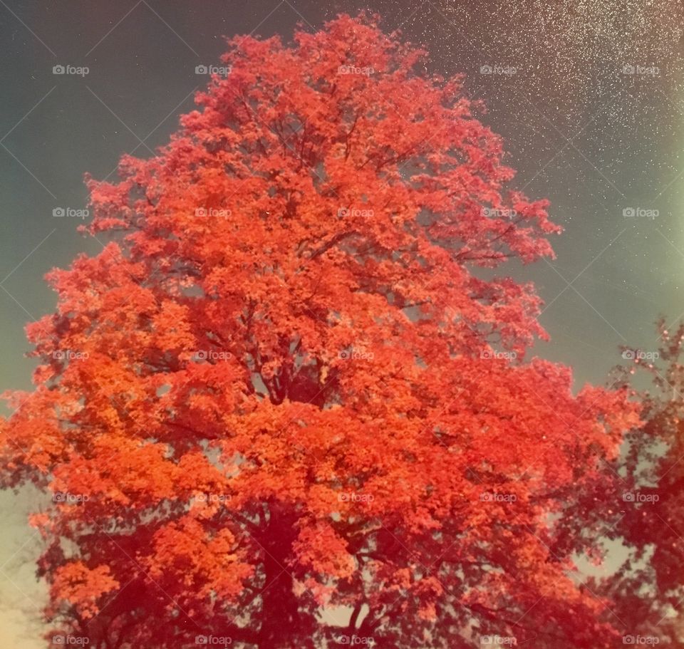 Fall tree 2015.