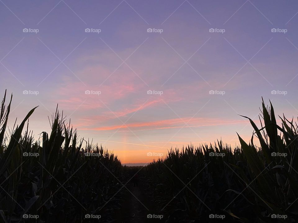 Corn creates a dark silhouette against a purple sunset