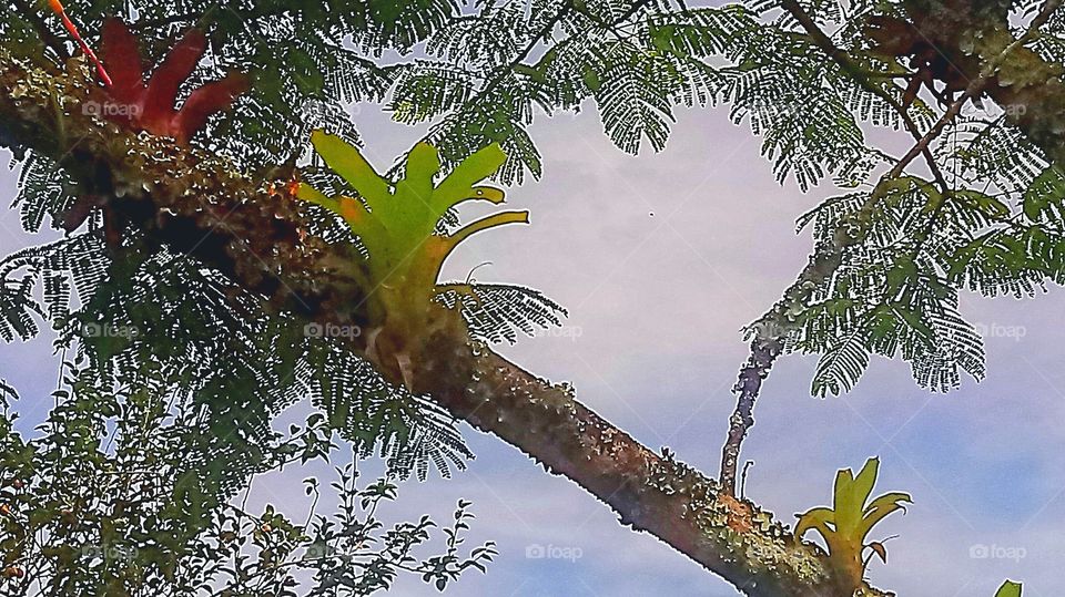 GALHO SOMBREIRO BROMÉLIAS