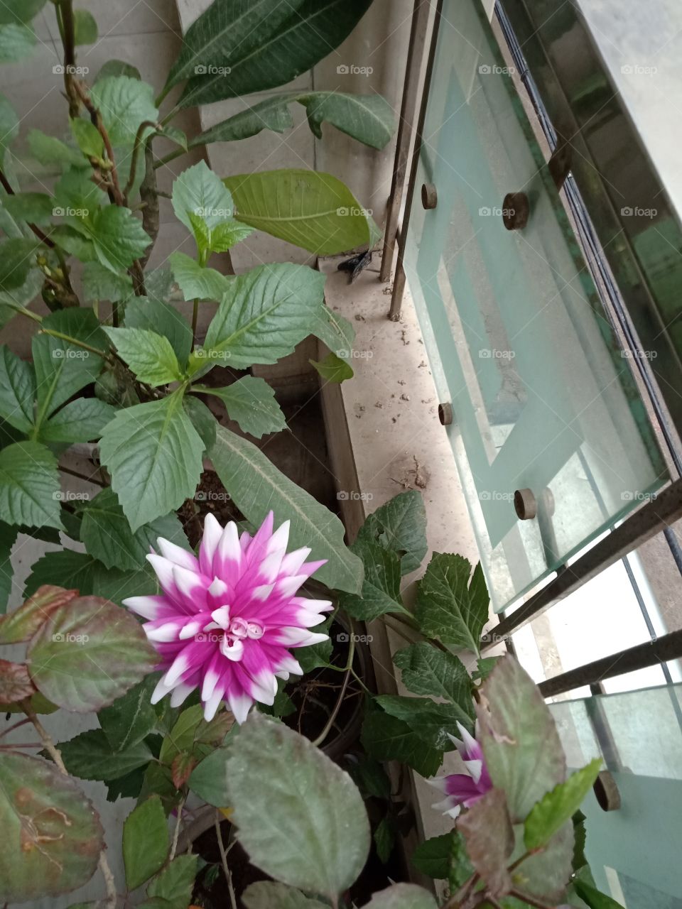 Full - bloom Dahlia Flower