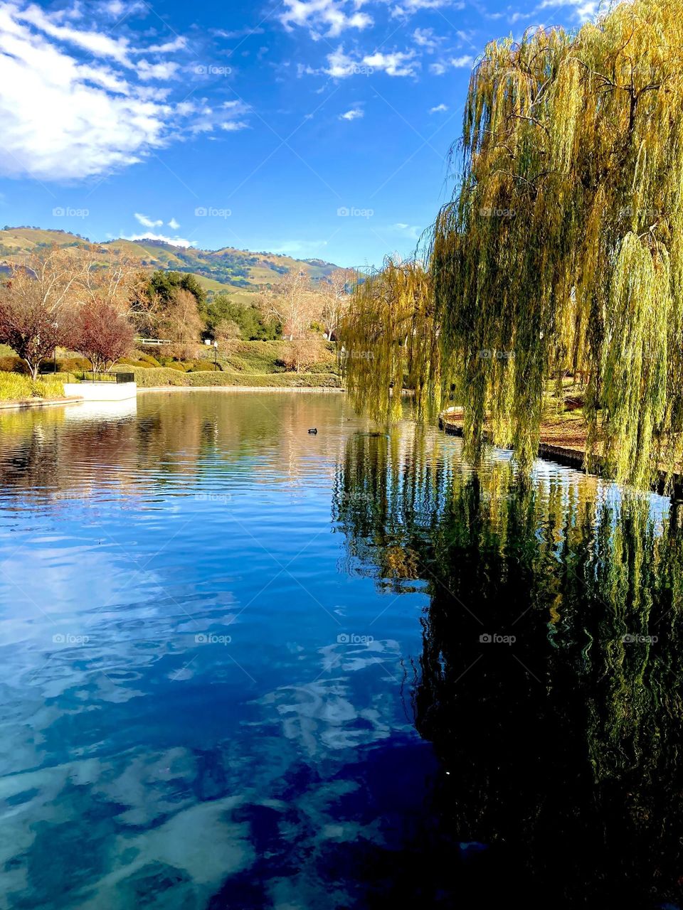 Sunny day at the pond