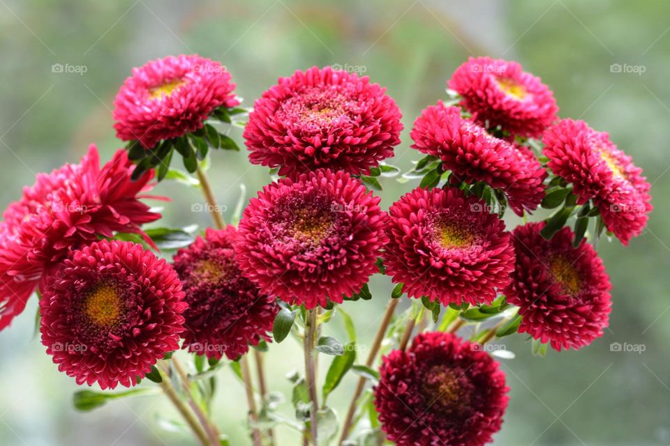 magenta colour flowers 🌹🌹🌹