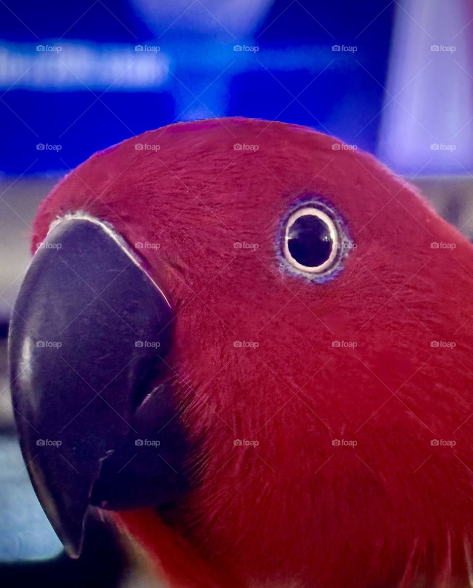 Sadie the red parrot.