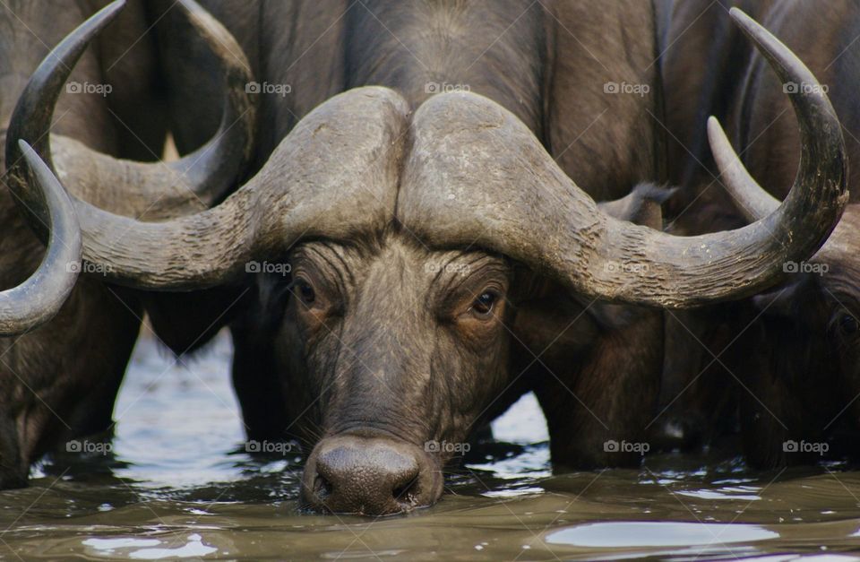 A close up shot of a buffalo drinking water at the water hole in Kavinga, Zimbabwe 