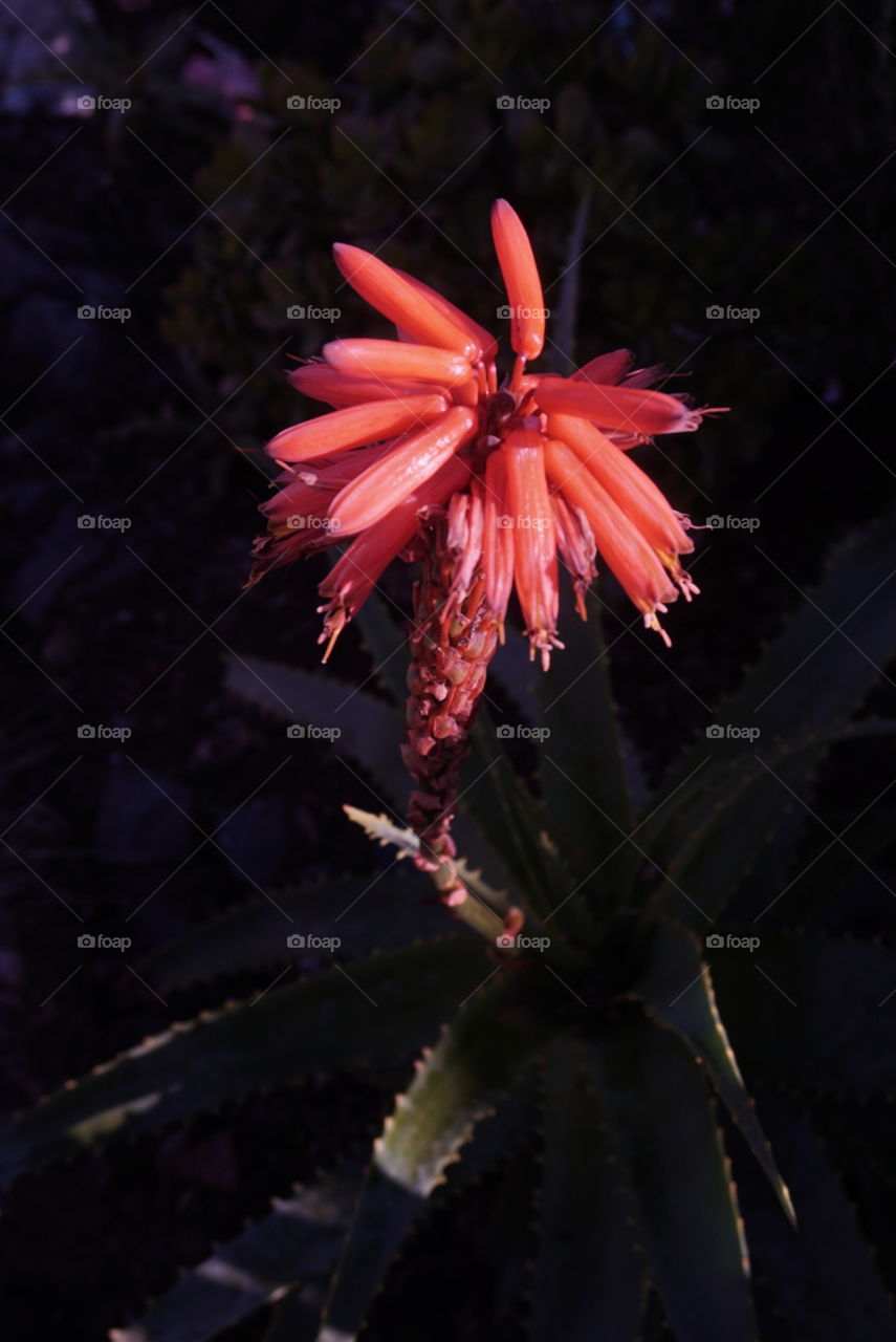 Aloe Vara Flower 
Springs 
California