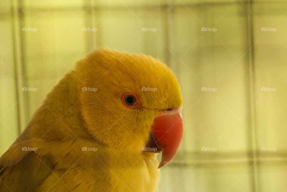bird in a cage
