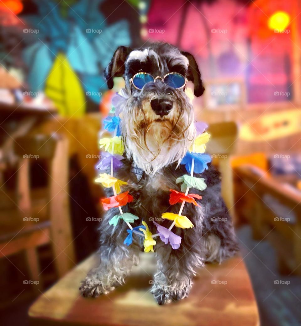 Hawaiian dog