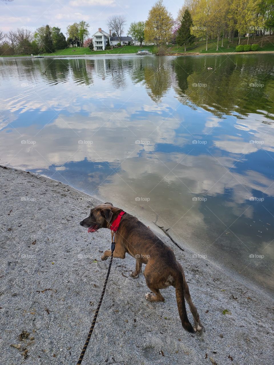 Dog on Lake