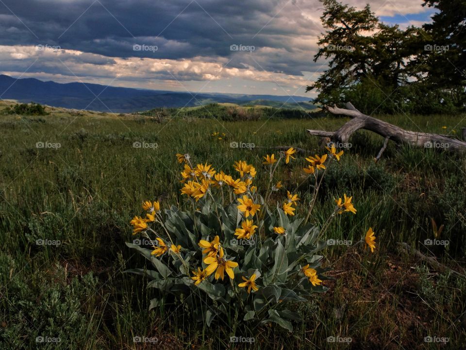 Yellow flowers.