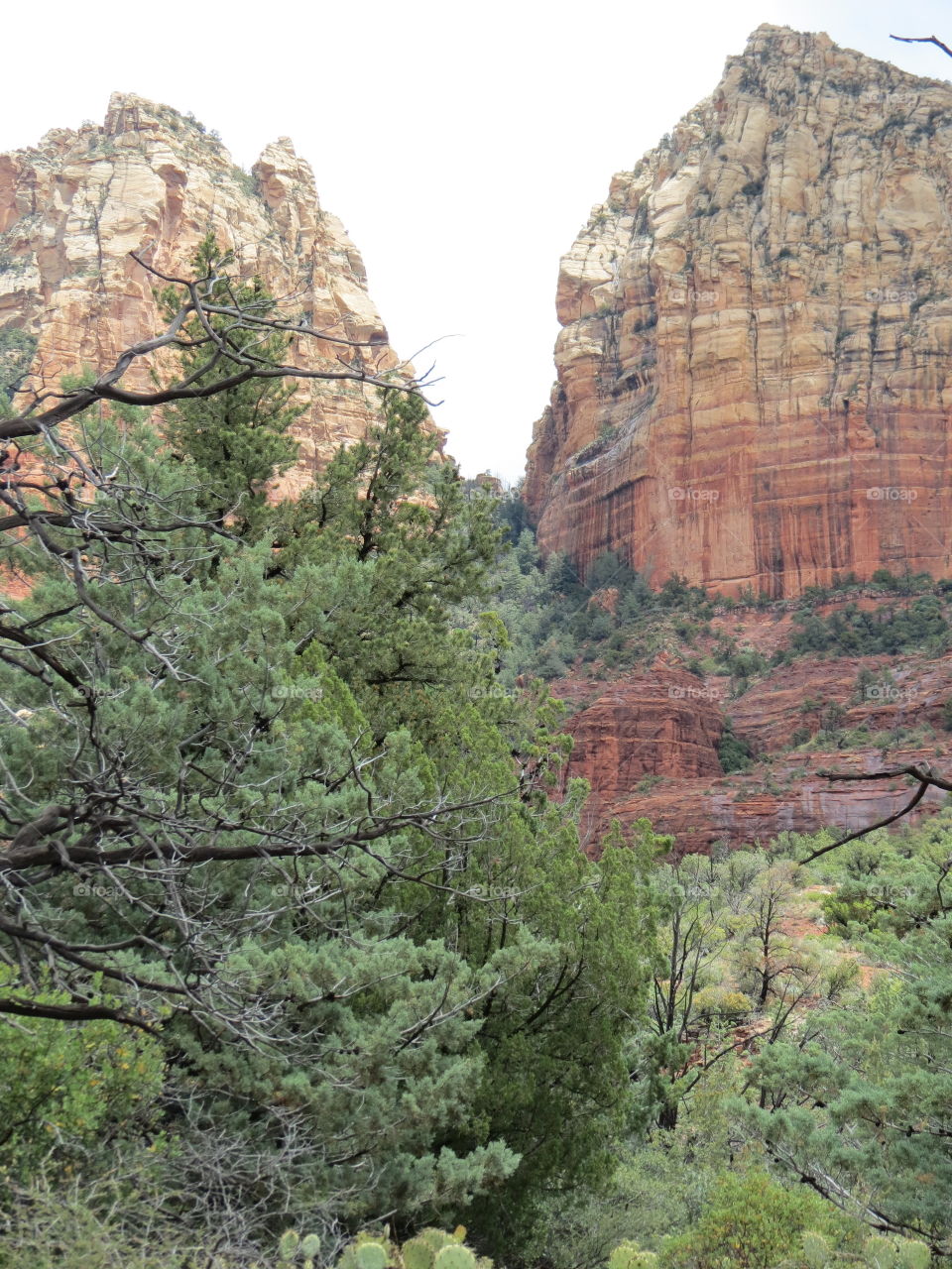 Trees and Red Rock Mountains.