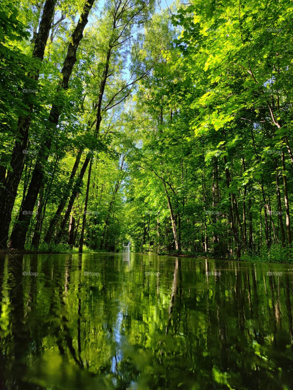 Green color. Green trees grow along the rain-soaked asphalt road. The tops of the trees are reflected on the wet pavement