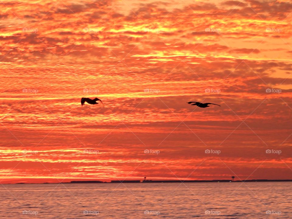 Pelican silhouettes are flying through a beautiful sunset sky over the Bay on their way home