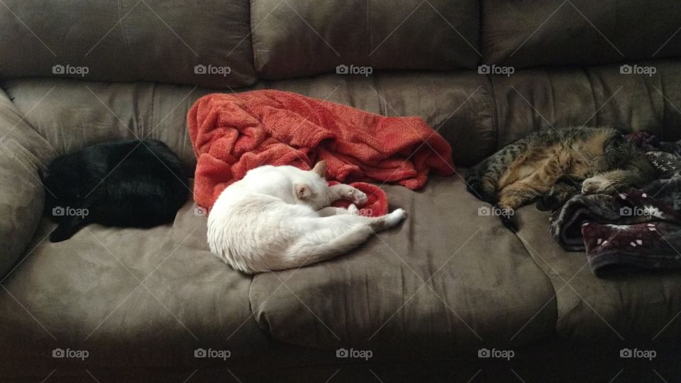 sleeping cats