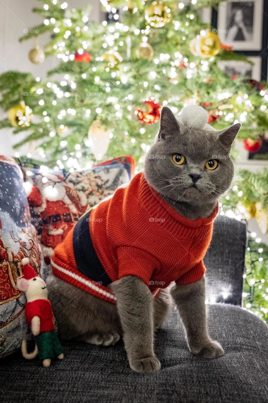 Cat in a Christmas costume