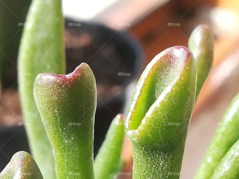 Succulent close-up leaf