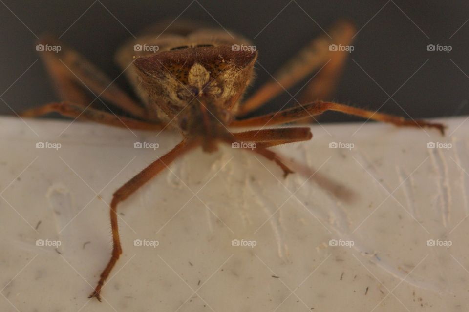 Close-up of western conifer seed bug