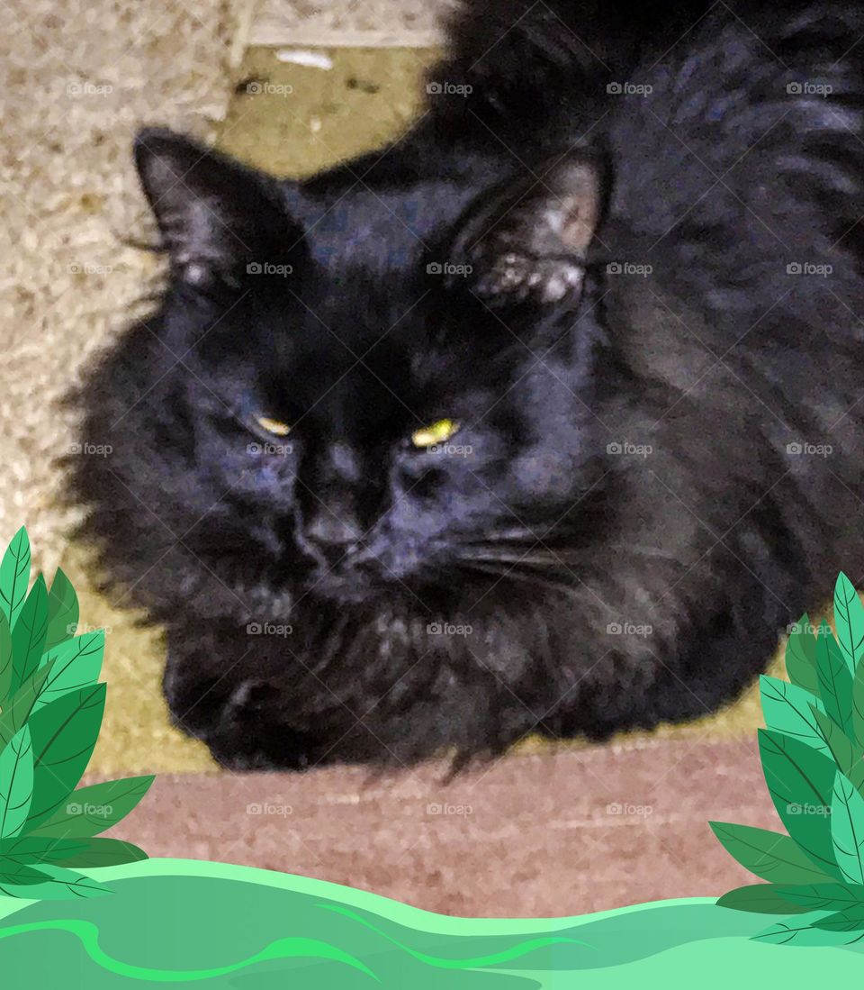 A gorgeous black cat named Susie.