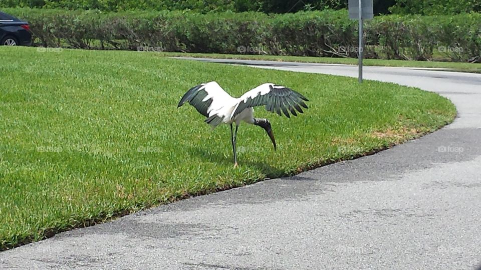 These wood storks live wild around a local lake