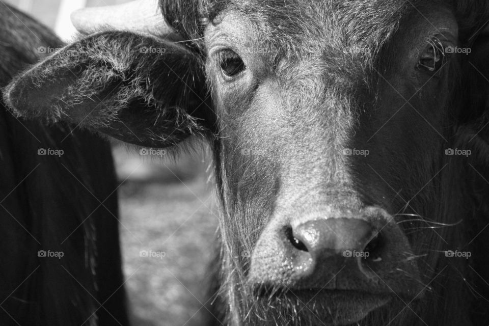 Close up of a water buffalo