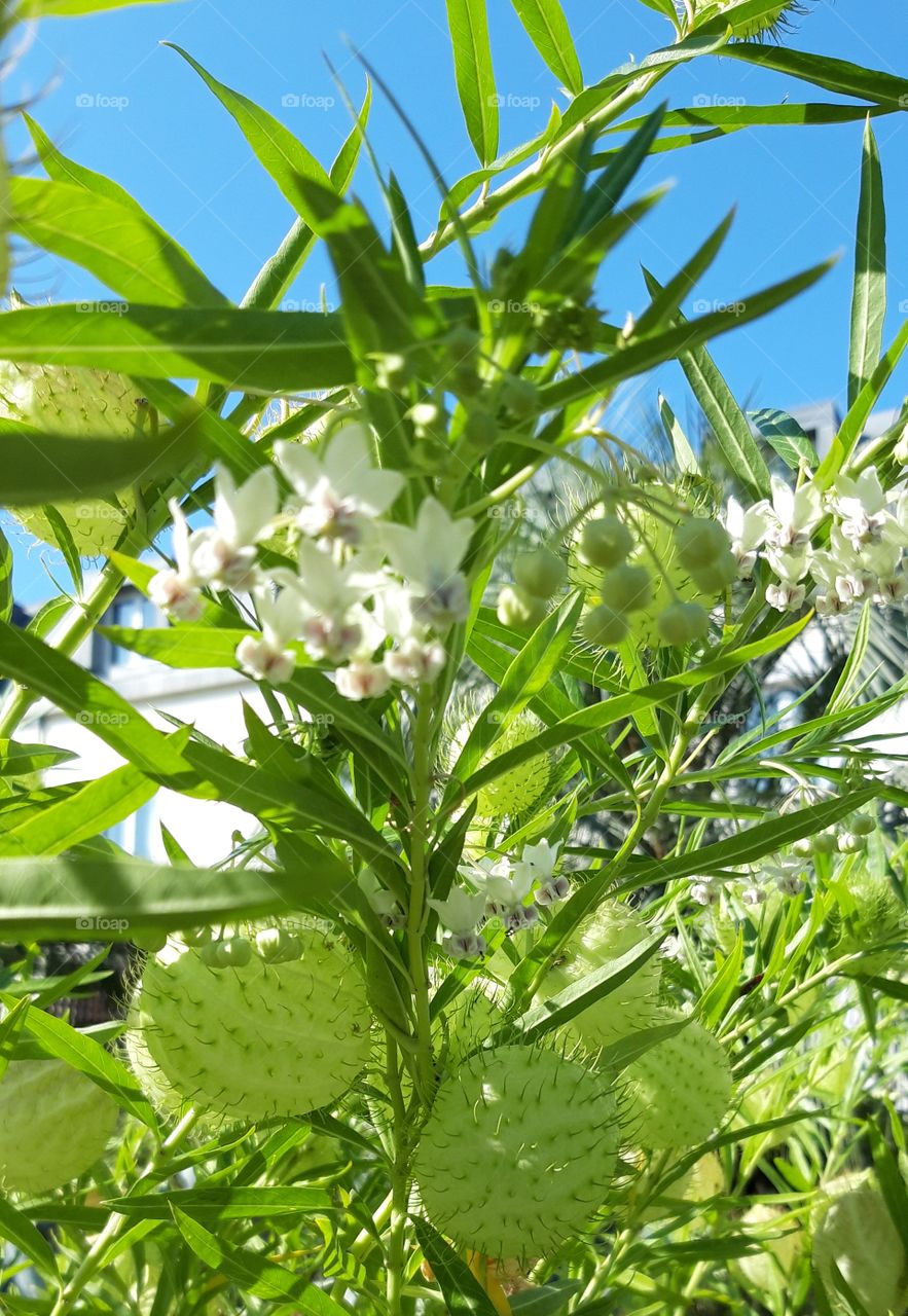 plants in Pestana palace