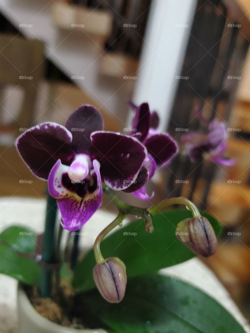beautiful miniature orchids