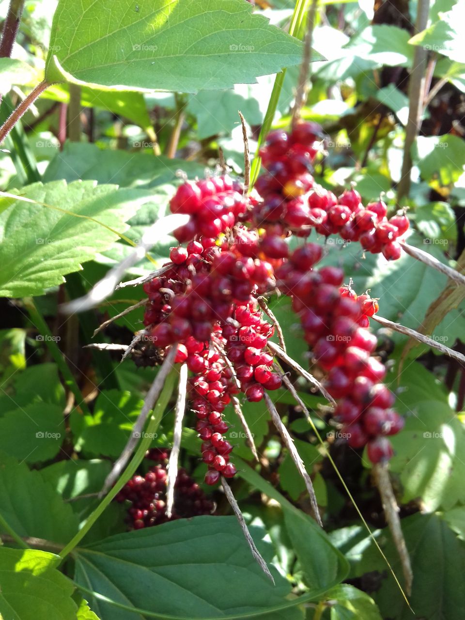 wild red tiny fruits