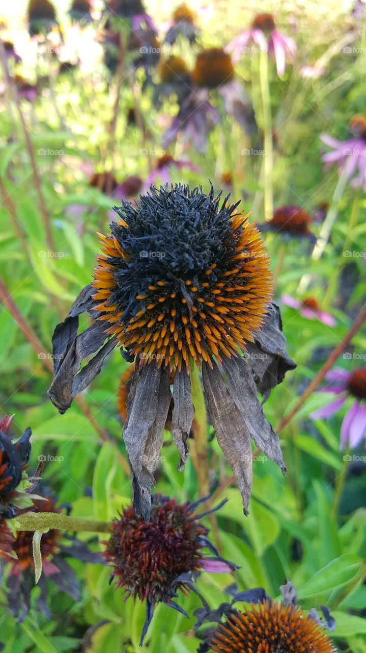 dying flower colorful