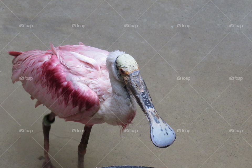 Roseate Spoonbill