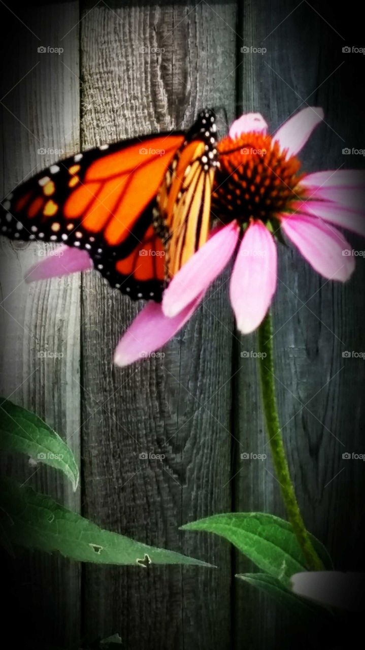 butterfly nesting on a flower